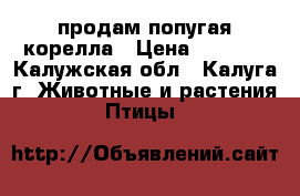  продам попугая корелла › Цена ­ 4 000 - Калужская обл., Калуга г. Животные и растения » Птицы   